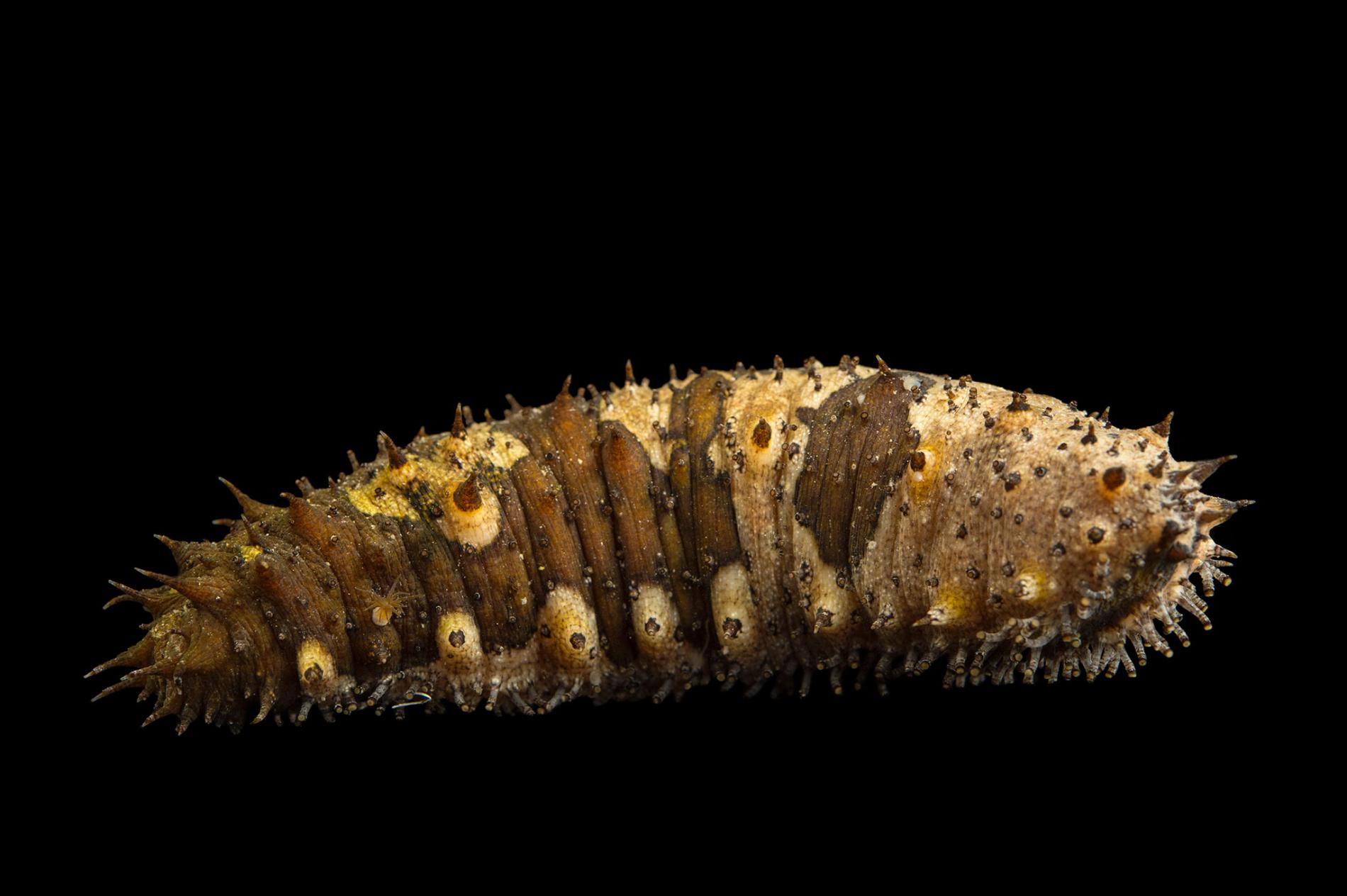 Sea Cucumber Smugglers Made Millions On Delicacy