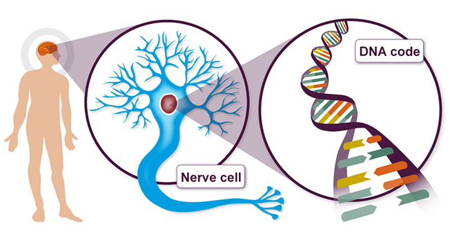 Future Treatments To Get Better With This New Alzheimer’s Genes Discovery